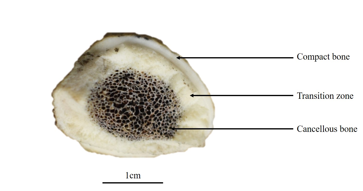 Have you got the tine? Prehistoric Methods in Antler Working EXARC